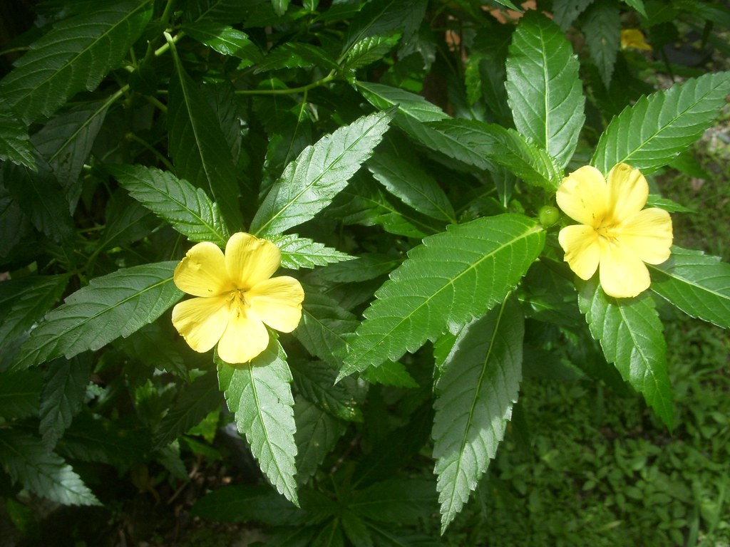 damiana-fleurs